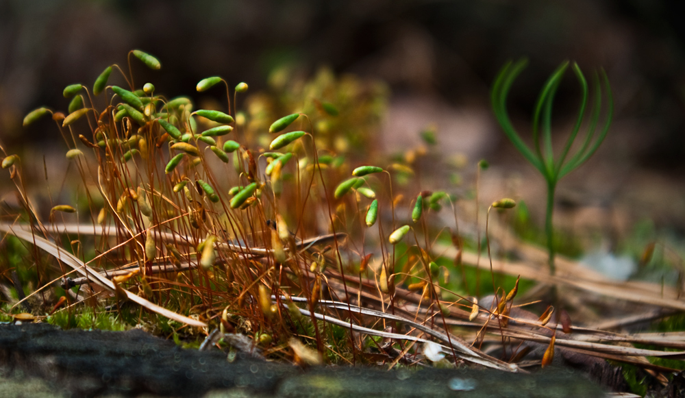 photo "Newcomers" tags: macro and close-up, nature, flowers