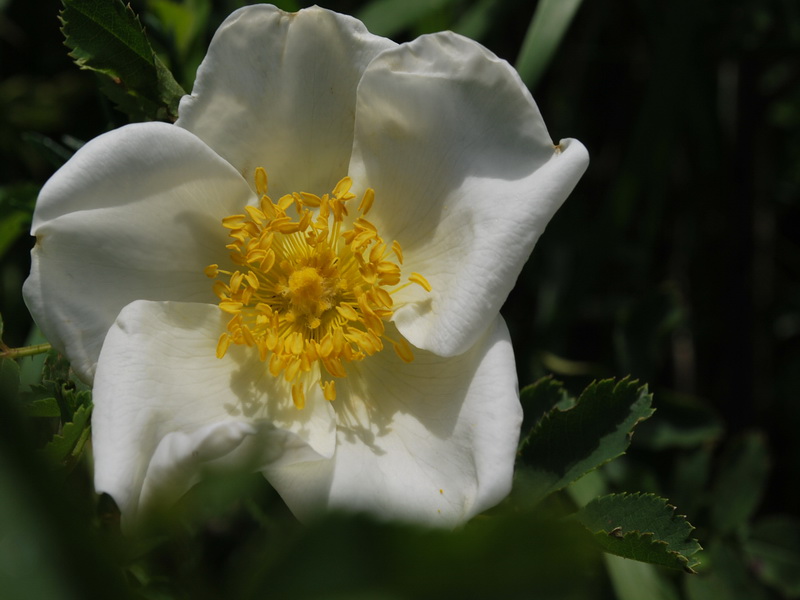 photo "***" tags: nature, flowers