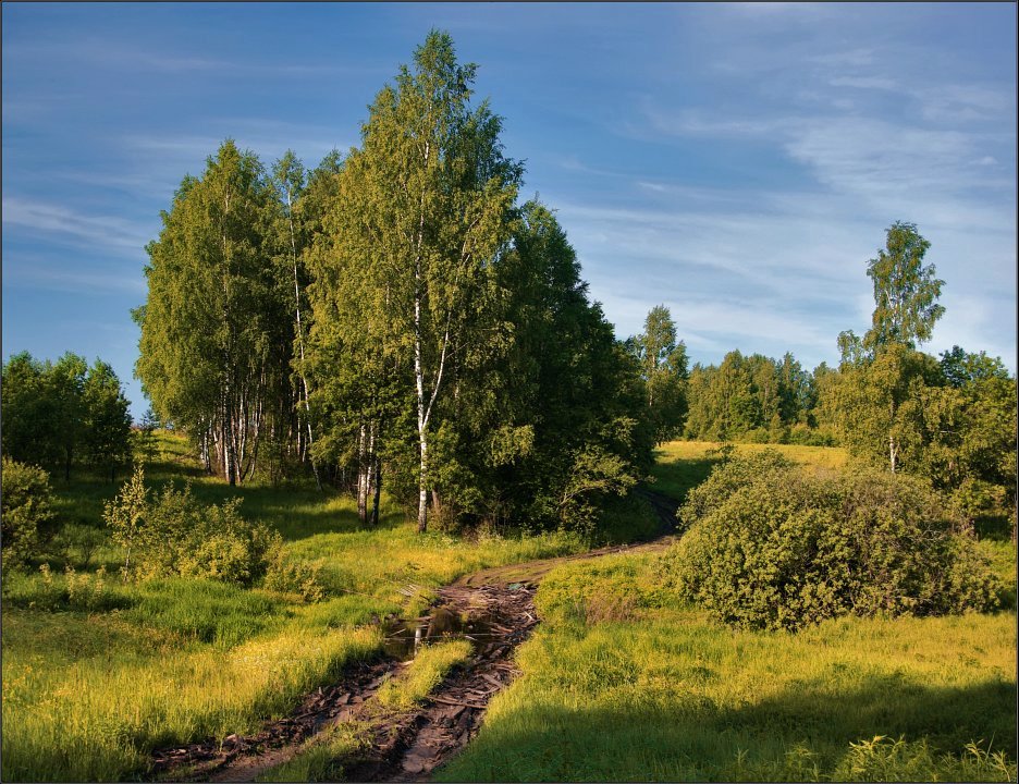 фото "Солнечная роща" метки: пейзаж, лето