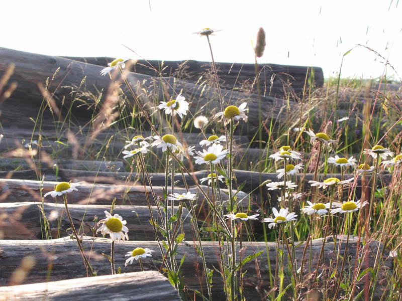 photo "***" tags: nature, flowers