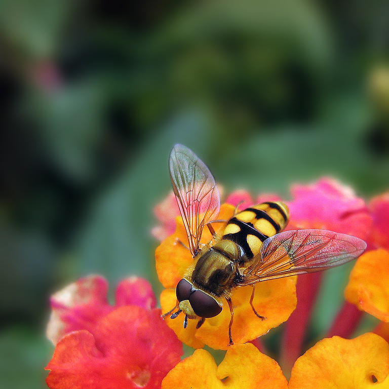 фото "colorful life in singular" метки: макро и крупный план, природа, насекомое