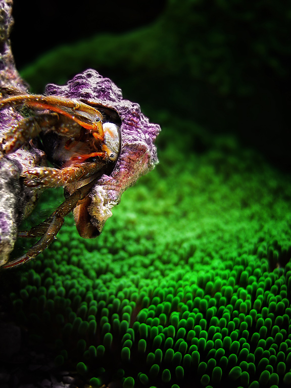 фото "hermit crab" метки: макро и крупный план, подводные, 