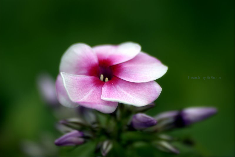 photo "***" tags: nature, flowers