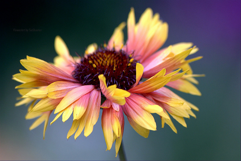 photo "***" tags: nature, flowers