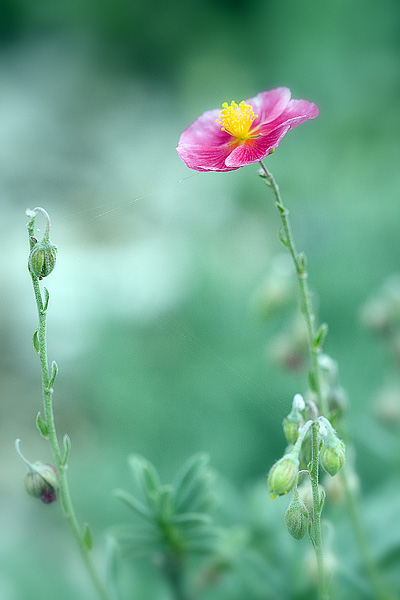 photo "***" tags: nature, flowers