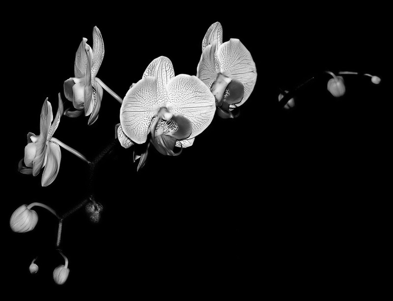 фото "B&W Orchid..." метки: природа, цветы