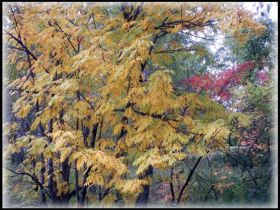 photo "Easel." tags: landscape, autumn, forest