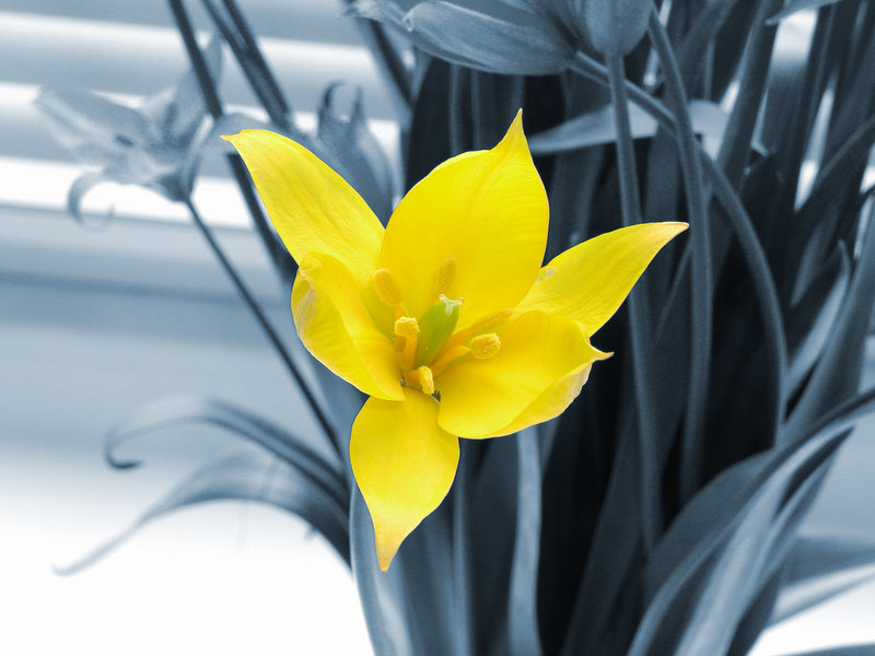 photo "wild tulip" tags: nature, flowers