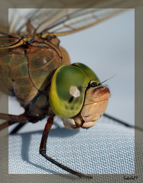 фото "Лупатый портрет" метки: макро и крупный план, природа, насекомое