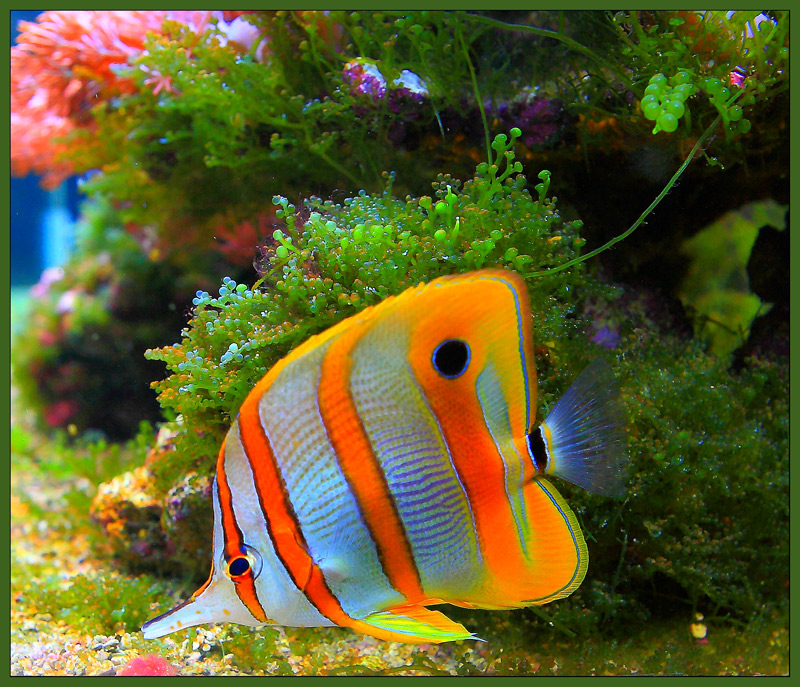 photo "The bright world" tags: underwater, nature, 