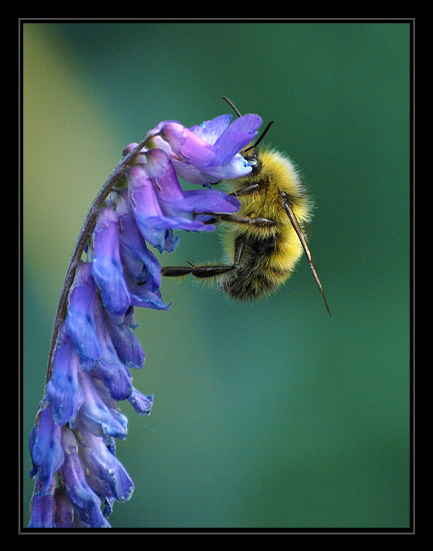 photo "***" tags: nature, macro and close-up, insect