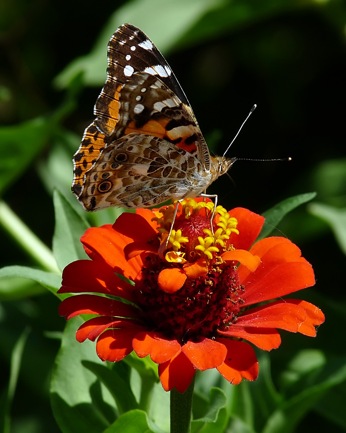 фото "Vanessa cardui" метки: природа, насекомое