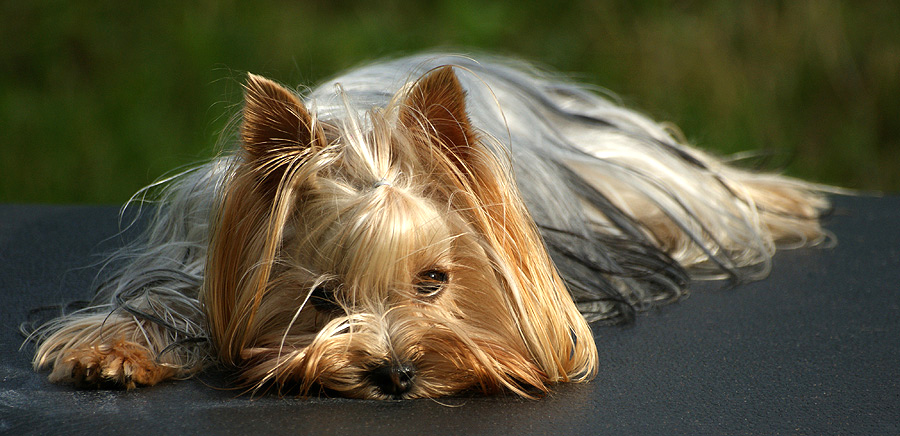 photo "Summer Resident" tags: nature, portrait, pets/farm animals