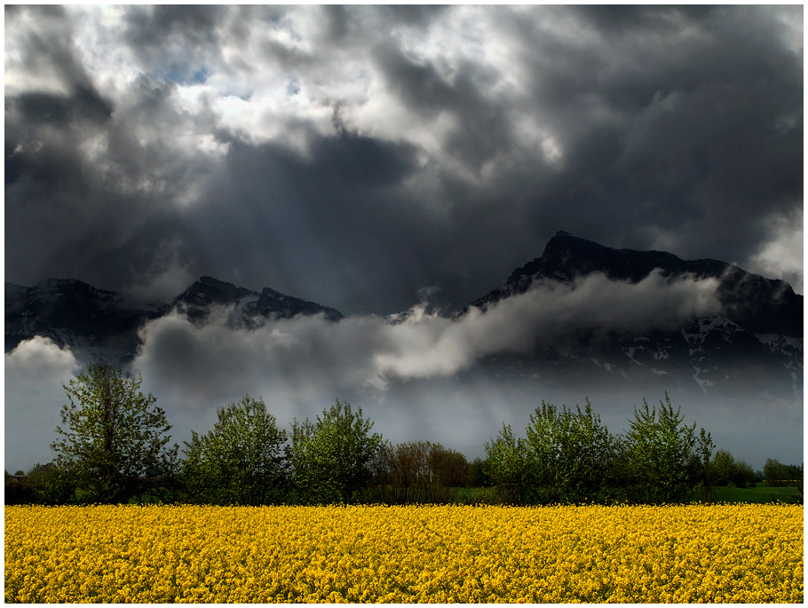 фото "Yellow field" метки: пейзаж, 