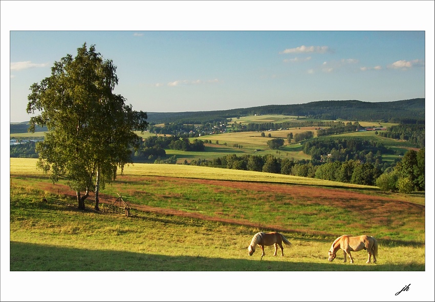 photo "evening grazing" tags: landscape, summer