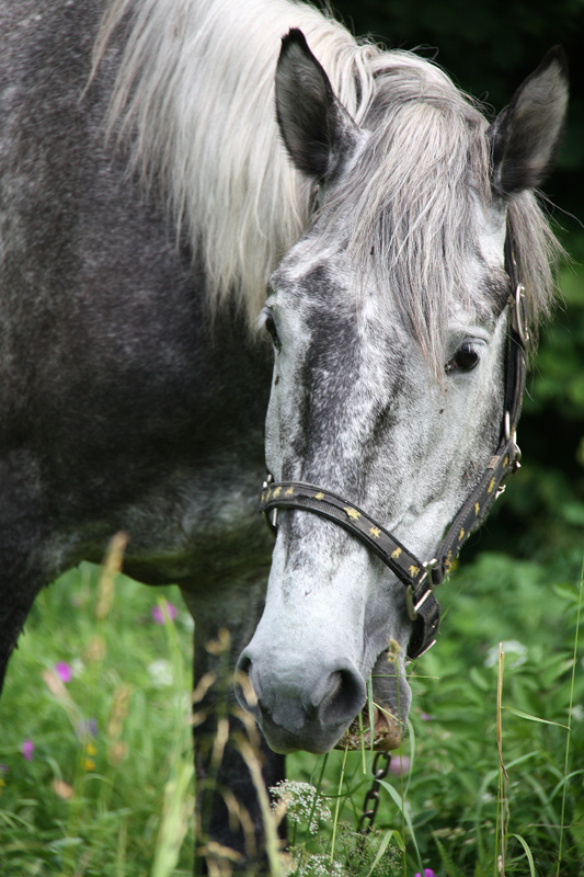 photo "***" tags: nature, pets/farm animals