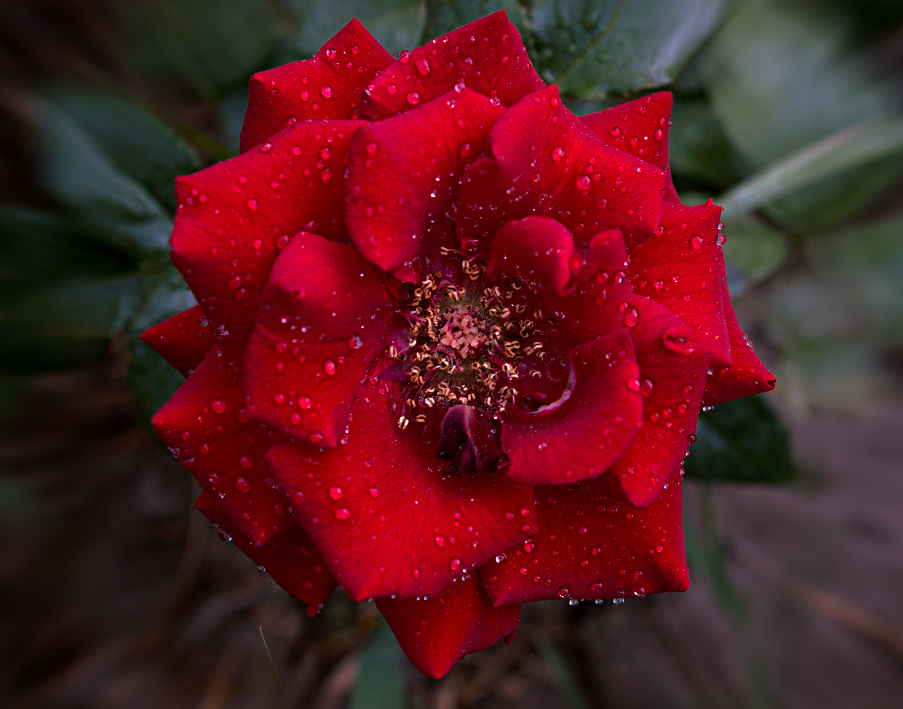 photo "***" tags: nature, flowers