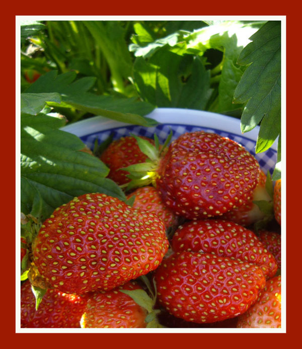 photo "Strawberry" tags: macro and close-up, still life, 