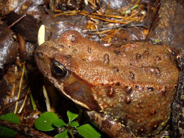 photo "Frog" tags: nature, macro and close-up, 