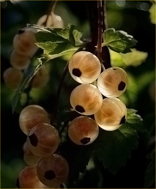 photo "***" tags: nature, macro and close-up, flowers