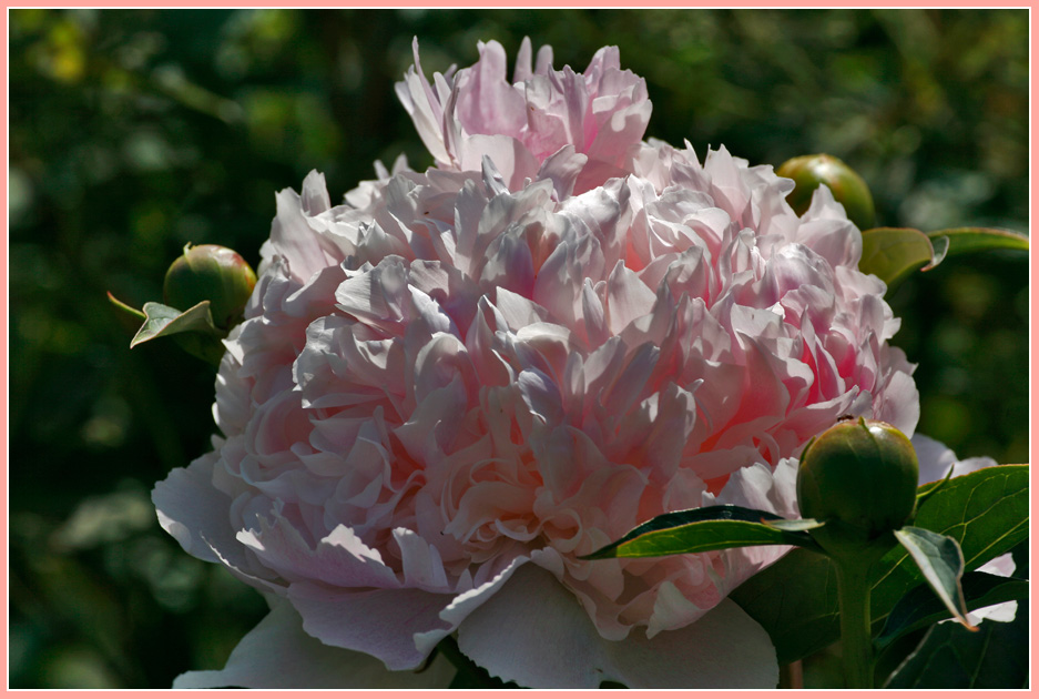 photo "Peony" tags: nature, landscape, flowers, summer