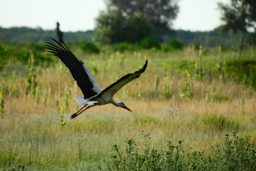 photo "***" tags: nature, wild animals