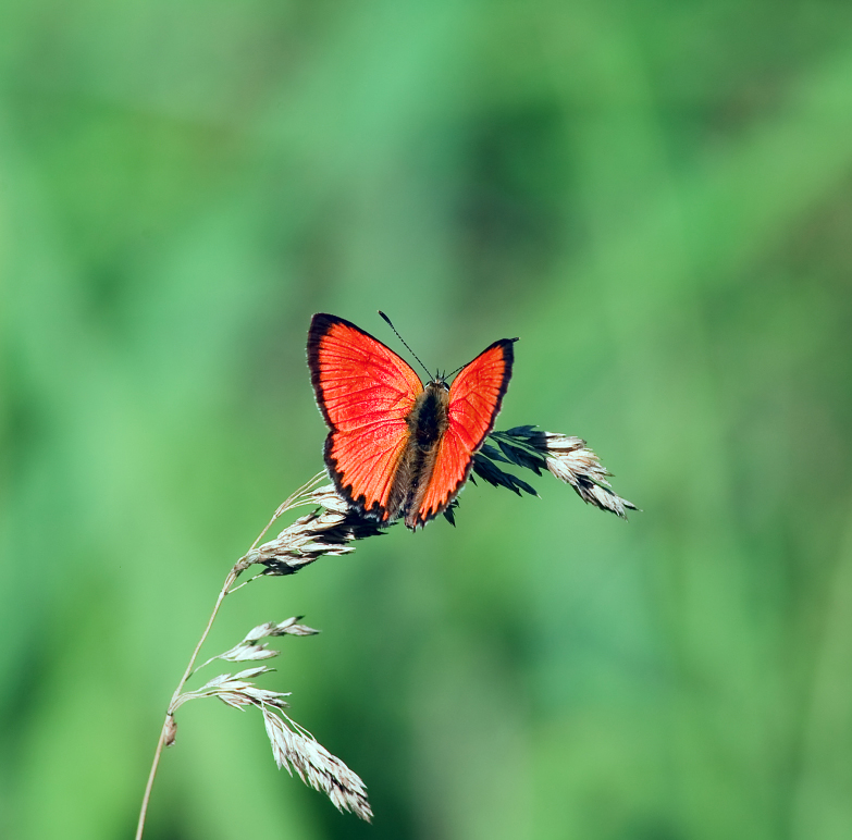 photo "***" tags: nature, insect