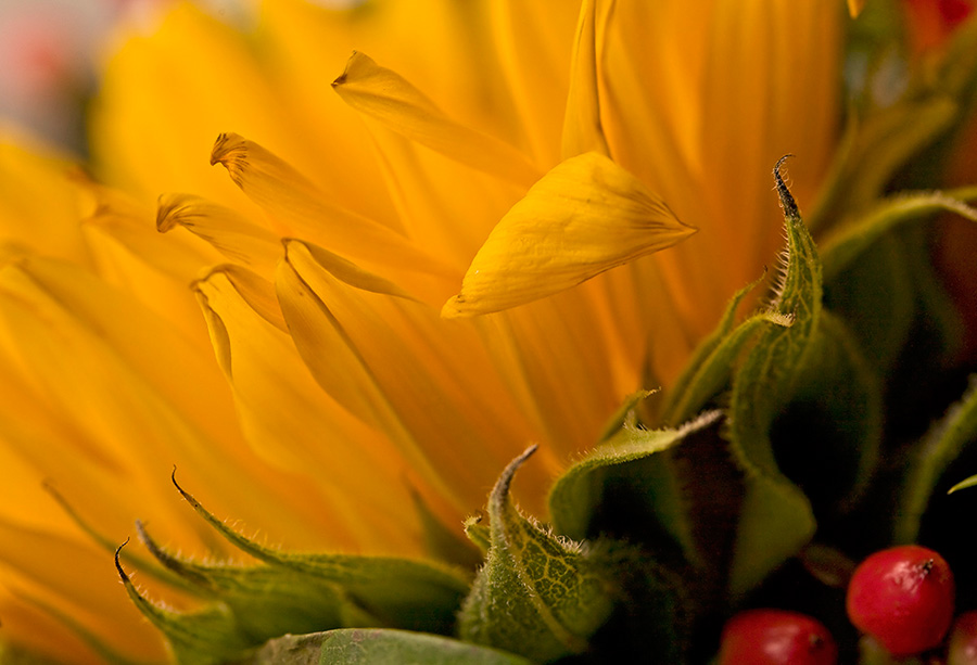 photo "Curiosity." tags: macro and close-up, nature, flowers