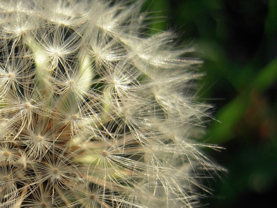 photo "Одуванчик - Dandelion" tags: nature, flowers