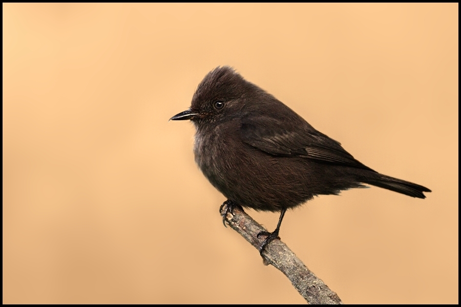 photo "pyrocephalus rubinus" tags: nature, wild animals