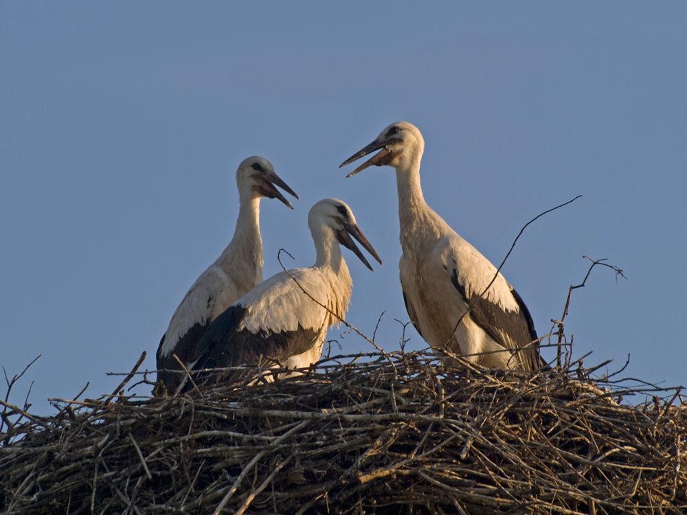 photo "***" tags: nature, wild animals