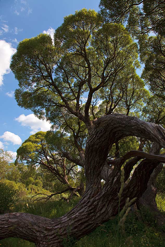 photo "fractal" tags: landscape, misc., forest