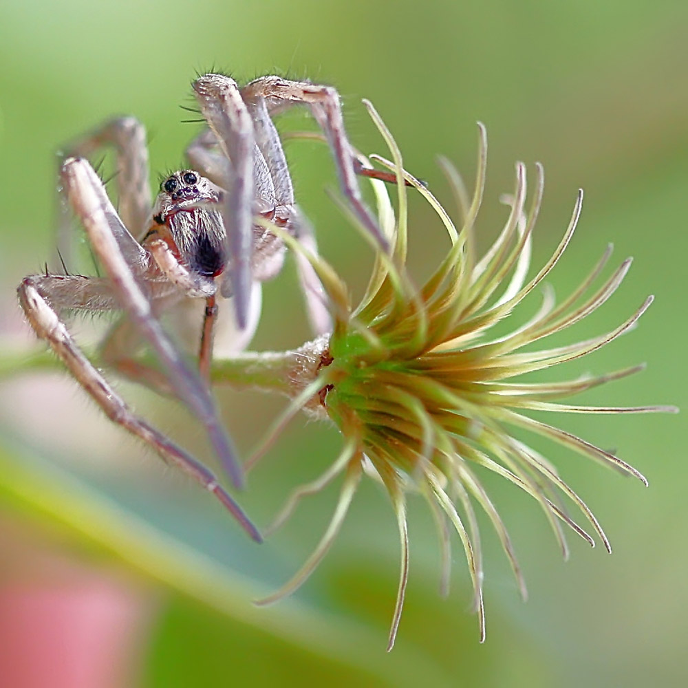 photo "The Dancing Spider" tags: nature, macro and close-up, insect