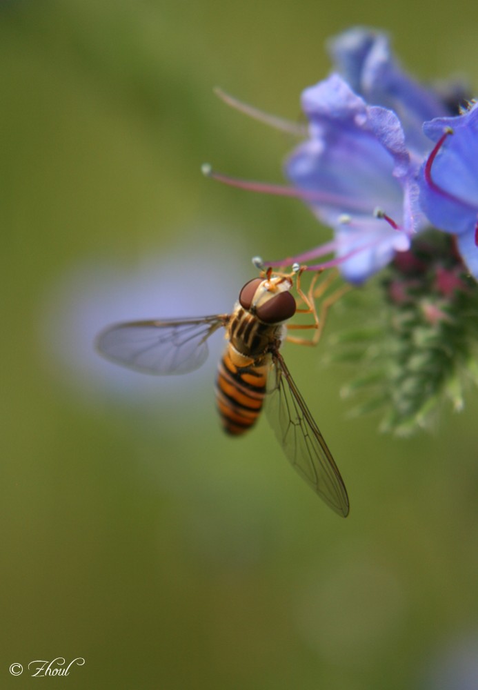 photo "Wespe" tags: nature, insect