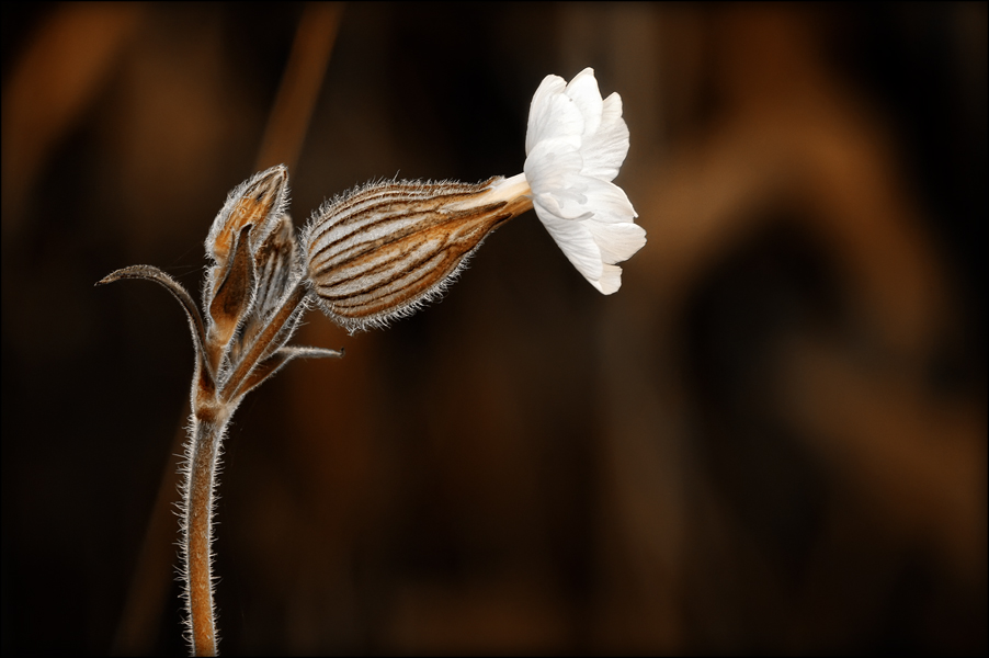 photo "***" tags: nature, flowers