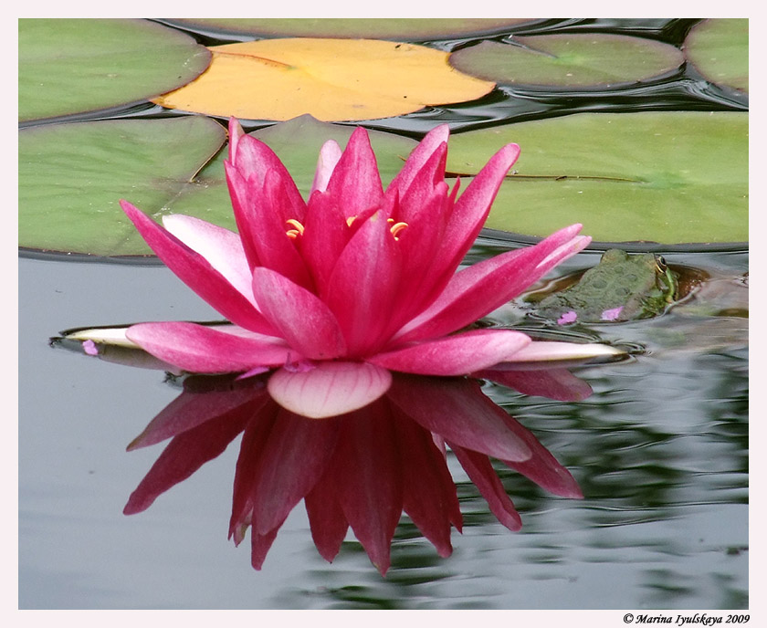 photo "Beauty and the Beast" tags: nature, pond, кувшинка, лягушка