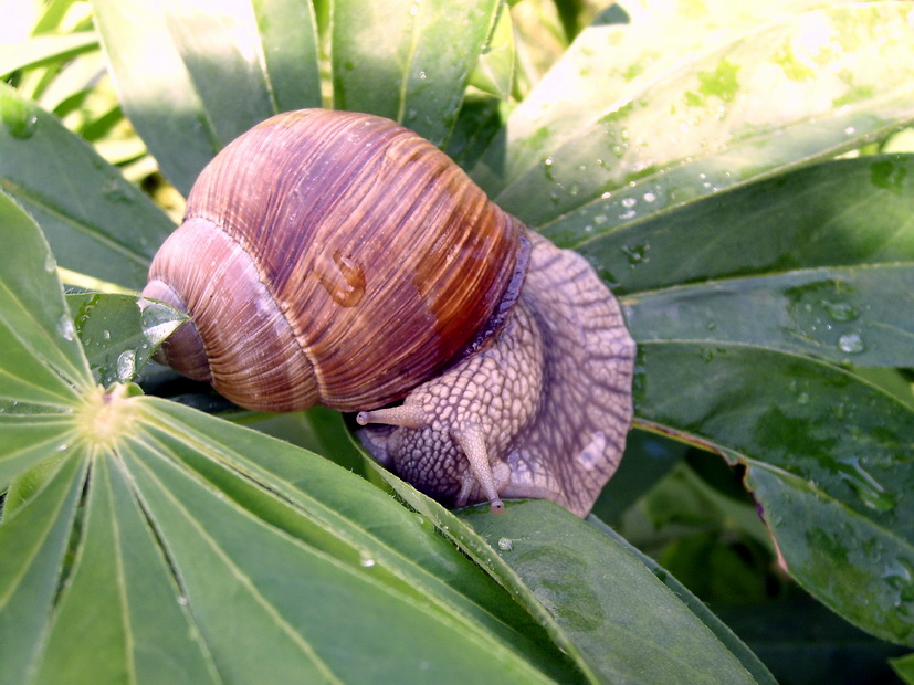 photo "***" tags: nature, macro and close-up, 