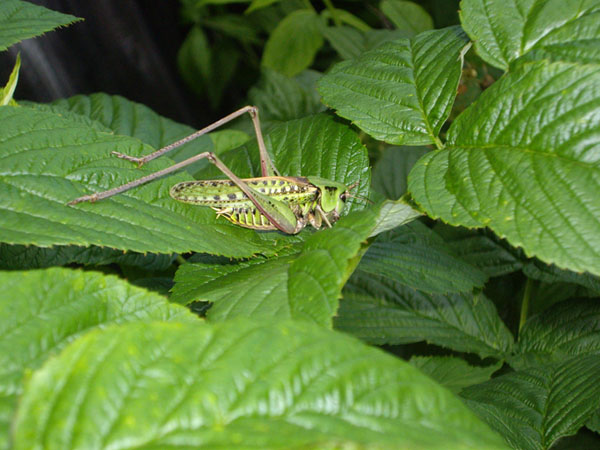 photo "***" tags: nature, macro and close-up, 