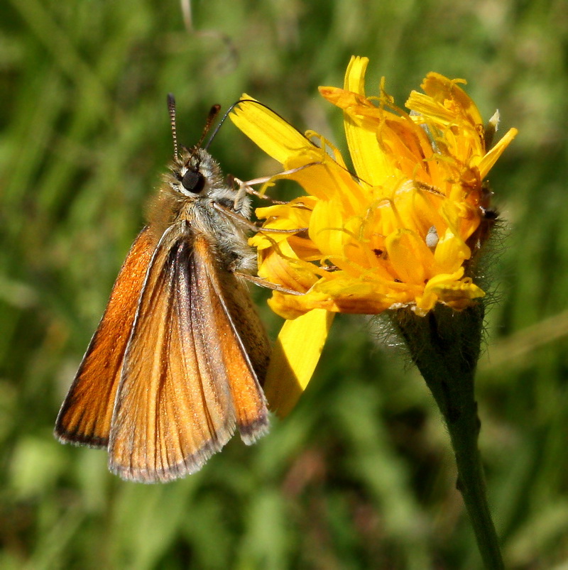 photo "***" tags: nature, insect