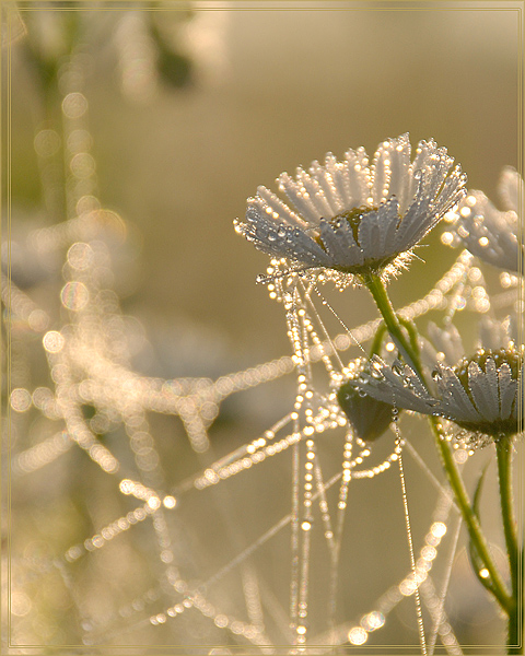 photo "***" tags: landscape, summer