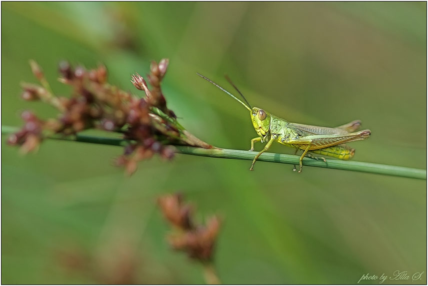 photo "***" tags: nature, insect