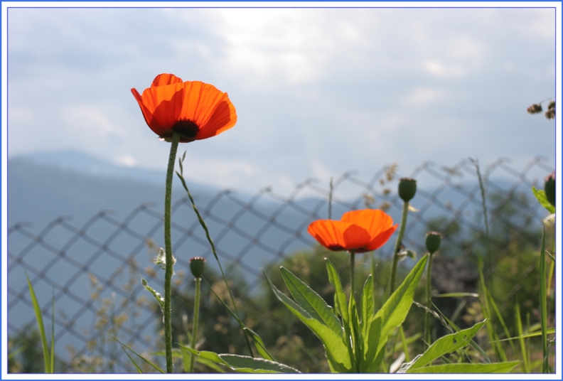 photo "Маки на Телецком Озере" tags: nature, flowers