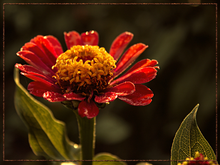 photo "***" tags: nature, macro and close-up, flowers