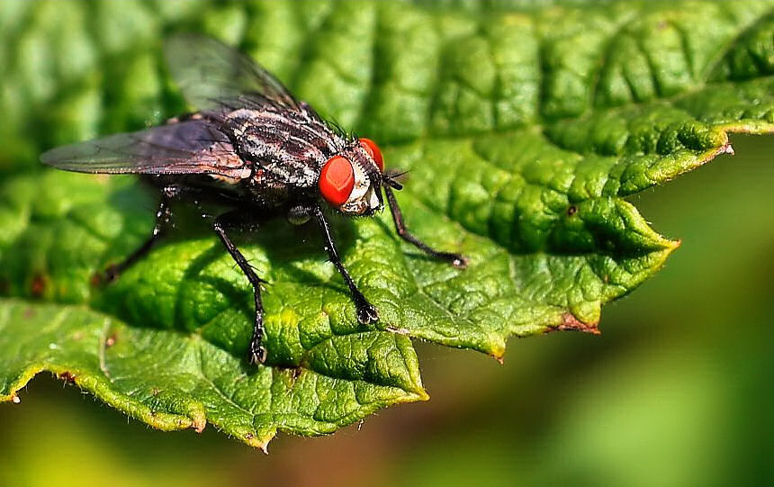 photo "***" tags: macro and close-up, 