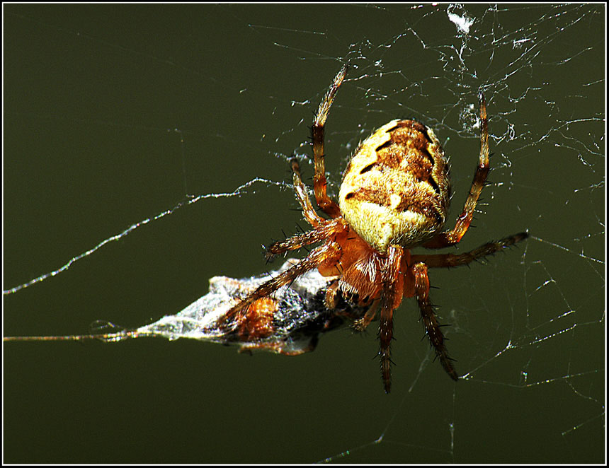 фото "Lunch Time" метки: природа, насекомое