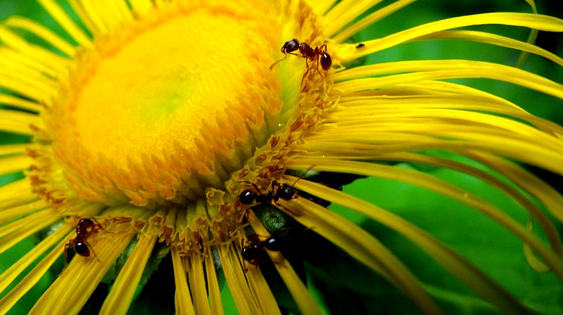 photo "***" tags: nature, macro and close-up, 