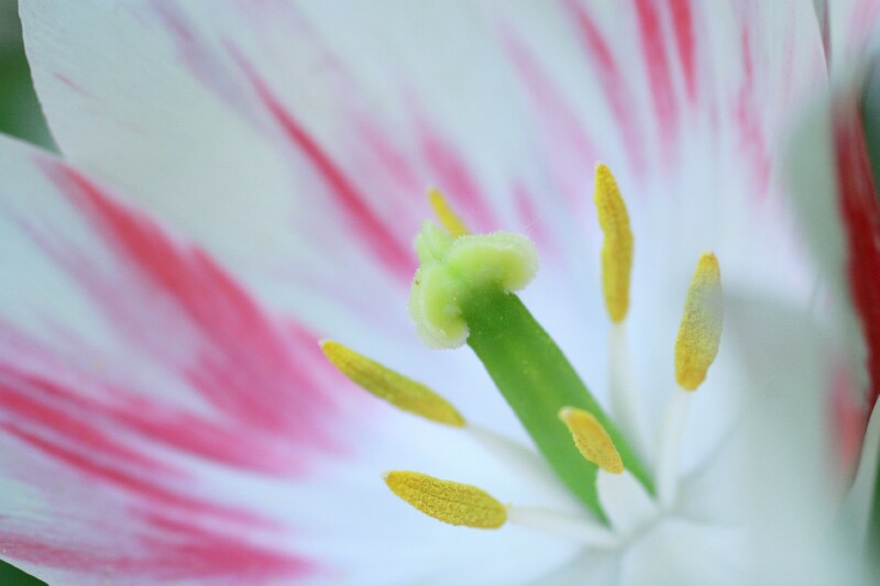 photo "***" tags: nature, flowers