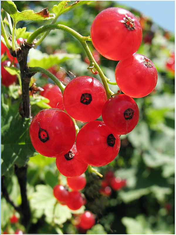 photo "currant" tags: nature, flowers