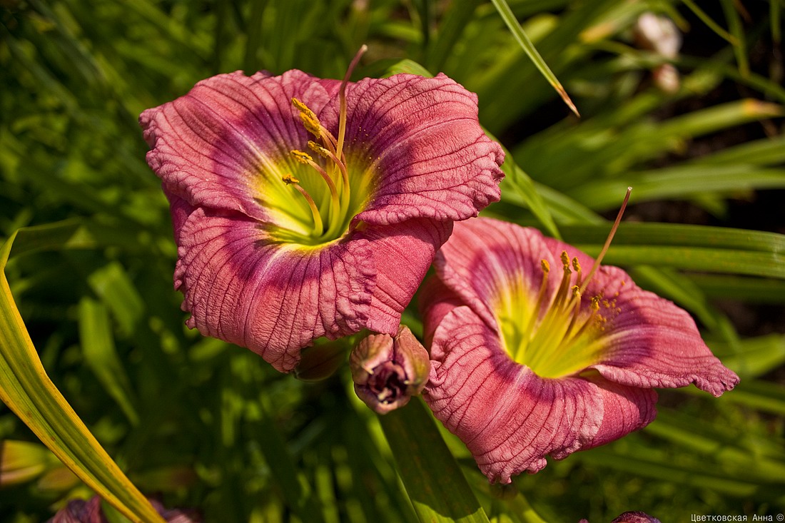 photo "***" tags: nature, flowers