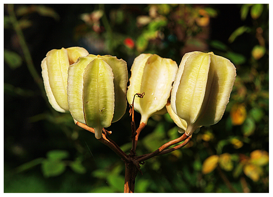 photo "Four" tags: nature, flowers